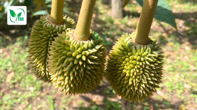 Nguyên nhân khiến sầu riêng rụng trái non