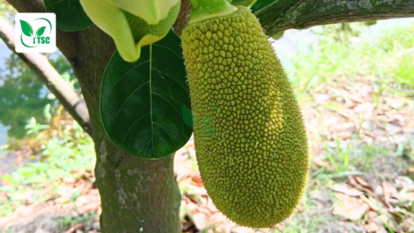 Tại Sao Cây Bị Rụng Trái Non? Nguyên Nhân và Cách Khắc Phục tai-sao-cay-bi-rung-trai-non