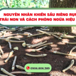 6 Nguyên Nhân Khiến Sầu Riêng Rụng Trái Non Và Cách Phòng Ngừa Hiệu Quả