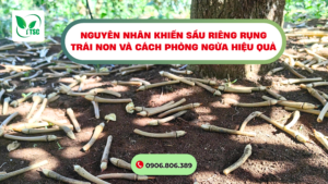 Nguyên nhân khiến sầu riêng rụng trái non