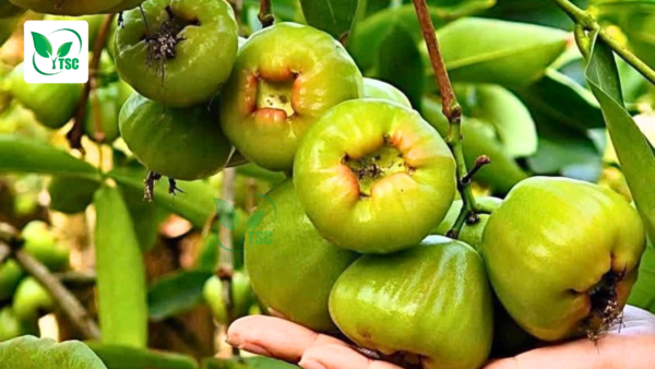 Tại Sao Cây Bị Rụng Trái Non? Nguyên Nhân và Cách Khắc Phục tai-sao-cay-bi-rung-trai-non