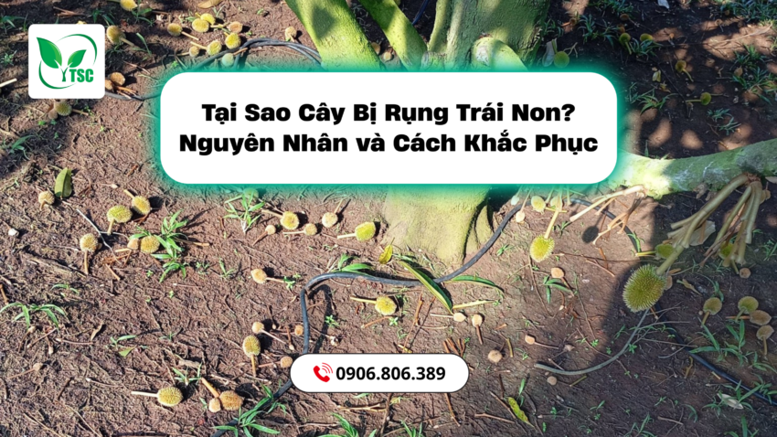 Tại Sao Cây Bị Rụng Trái Non? Nguyên Nhân và Cách Khắc Phục tai-sao-cay-bi-rung-trai-non