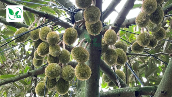 Tại Sao Cây Bị Rụng Trái Non? Nguyên Nhân và Cách Khắc Phục sau rieng nong dan chup thuc te dung san pham duong trai thuy sy 1 scaled e1780461221740