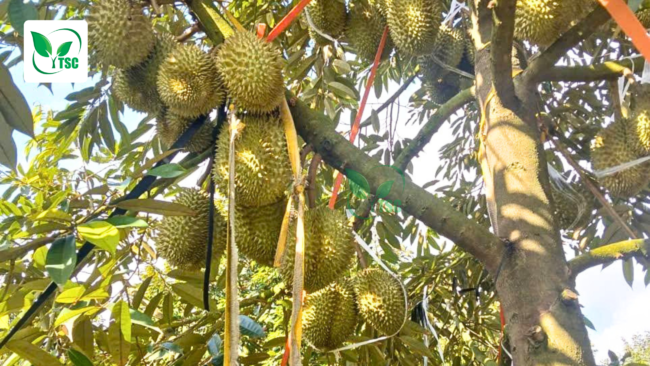 Cách Cột Trái Sầu Riêng Nhanh Nhất, Giữ Trái Không Rụng cach-cot-trai-sau-rieng-nhanh-nhat