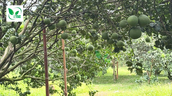 Tại Sao Cây Bị Rụng Trái Non? Nguyên Nhân và Cách Khắc Phục tai-sao-cay-bi-rung-trai-non