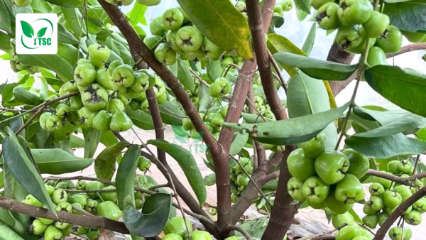 Tại Sao Cây Bị Rụng Trái Non? Nguyên Nhân và Cách Khắc Phục tai-sao-cay-bi-rung-trai-non