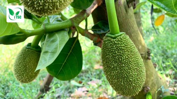 Tại Sao Cây Bị Rụng Trái Non? Nguyên Nhân và Cách Khắc Phục tai-sao-cay-bi-rung-trai-non