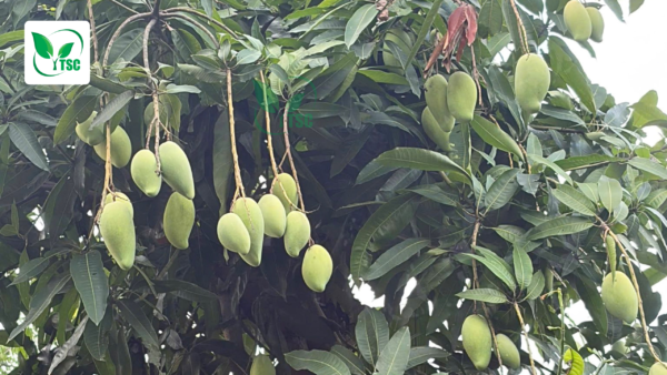 Tại Sao Cây Bị Rụng Trái Non? Nguyên Nhân và Cách Khắc Phục tai-sao-cay-bi-rung-trai-non